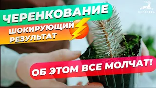 ЧЕРЕНКОВАНИЕ ГОЛУБОЙ ЕЛИ ЗИМОЙ | КАК НАС ДУРЯТ! | РЕЗУЛЬТАТ ЧЕРЕНКОВАНИЯ