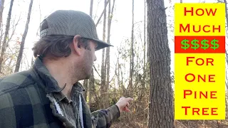 What is the value of a pine tree? | Wood mizer Lt70 cutting a pine.