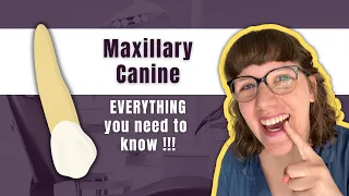 Maxillary Canine | The Definitive Tooth Anatomy Study Guide for Dental Students