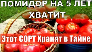 Этот томат будете собирать ведрами 2024  Не болеет, дает много урожая, вкусный, неприхотливый!