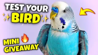 5 Signs Your Pet Bird is Special #temu