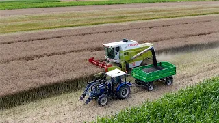 Żniwa Rzepakowe 2023 | Claas Dominator 88s | Farmtrac 675dt | Osinki AgroTv