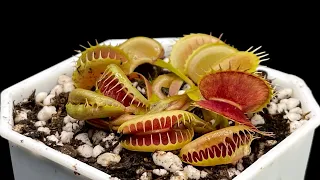 Unboxing | Unboxing 4 Venus Flytraps From Pochi Plants!