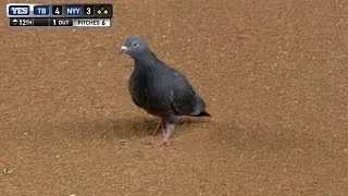 Pigeon swoops over Kiermaier at first base