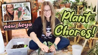 Plant Chores | Up-Potting Alocasia | Newest Hoya Addition | New Planters!