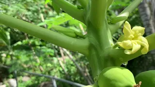 Female papaya flowers.