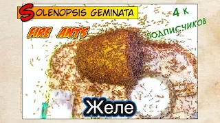 ЖЕЛЕ и ОГНЕННЫЕ МУРАВЬИ  // FIRE ANTS Solenopsis geminata