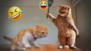 🤣🤣 Try Not To Laugh Dogs And Cats 🙀🤣 Best Funniest Animals Video 2024 # 17