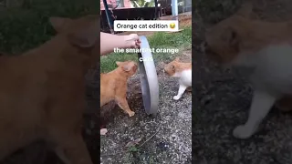 Orange Cat Behavior | Orange Cat Viral | Funny Cats Compilation