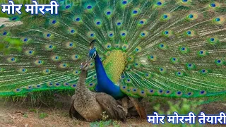 Peacock Meeting Ke Liye Kitna Excited Ho jata hai? #excitedpeacock,