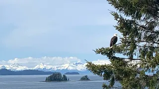 Kuiu Island Spring Black Bear Hunt