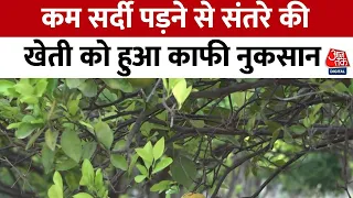 Maharashtra News: Nagpur में कम सर्दी पड़ने से संतरे की खेती को काफी नुकसान | AajTak | Weather News