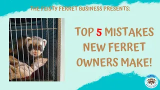 TOP 5 MISTAKES FERRET OWNERS MAKE!/UK New Ferret Owner Mistakes