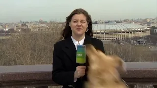 Adorable Dog Interrupts Reporter Live on Air in Moscow #Shorts