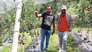 Understanding Trellis system for for M9 rootstock plants, from Mr.KUNAL CHAUHAN.