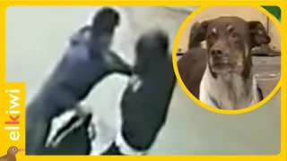 Perro callejero salva a un joven de un terrible asalto