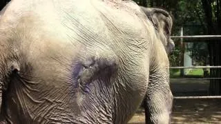 Elephant abuse in Thailand-WFFT