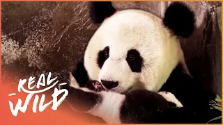 Saving The Endangered Giant Panda | Panda Nursery | Real Wild