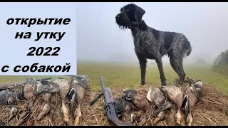 Открытие охоты на утку 2022 с собакой