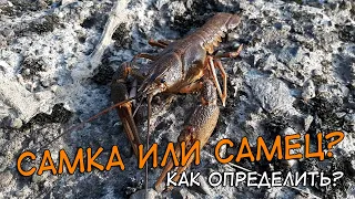 Как отличить САМКУ от САМЦА речного РАКА?