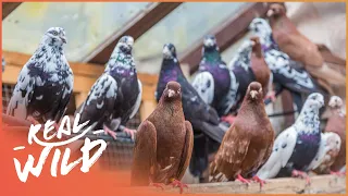 How Do Birds Find Their Way Home? | Paranormal Pigeons | Real Wild