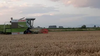 CLAAS DOMINATOR 68s (2005) HARVESTING 2020YEAR- MK REVIEW!!!