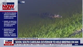 Alligator emerges from flood waters in Orlando after Hurricane Ian makes landfall