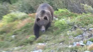 Close encounter with a bear