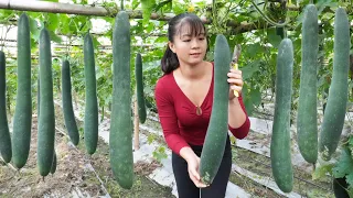 Harvesting Green Squash Go To Countryside Market Sell || Phương - Free Bushcraft