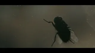 The Fly Trailer (Fan made)