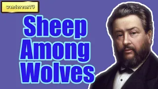 Sheep Among Wolves || Charles Spurgeon