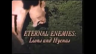 Eternal Enemies Lions and Hyenas Preview Trailer