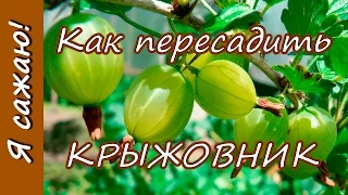 Как пересадить КРЫЖОВНИК. Я сажаю.