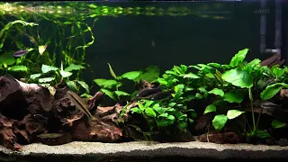 NEW Batch of Leaves on the Anubias Aquarium!!!