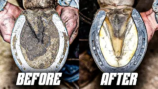 Full Horse Hoof Restoration | 4K FARRIER ASMR (Satisfying)