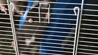 Rat escaping from cage