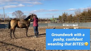 Groundwork with a mouthy, pushy, overconfident weanling and how to fix it