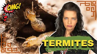 10 Tips to Protect Your Home from Termites in Georgia