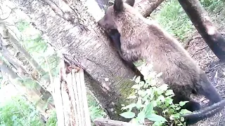 Супер рабочий солонец! Ходят ВСЕ- от мыши и выше!