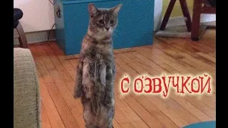 Приколы с котами! Попробуй не засмеяться! САМОЕ СМЕШНОЕ ВИДЕО! - PSO