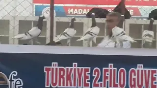 Türkiye 2.Filo Güvercin Festivali 2019 (Kırmızı Meverdiler)