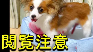 【閲覧注意】生後7ヶ月仔犬 赤チン事件の衝撃映像