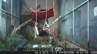 Black Footed Cat Sensory Enrichment