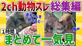 【2ch動物スレ総集編】ゴリ氏、人間の赤ちゃんを見た結果→予想外の反応ｗ／ブチギレ必須ｗネッコの飲ませ方が鬼ｗ他