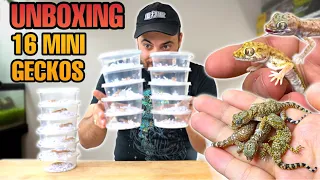 UNBOXING 16 GECKOS! PROJECT SAND GECKOS (Stenodactylus sp.)