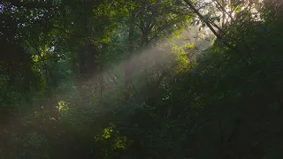 Пробуждение в лесу 4К