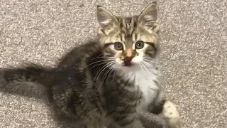 Kitten Attacked by Hawk Falls From Sky!