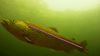 Reading Trout Waters - How To Find Fish