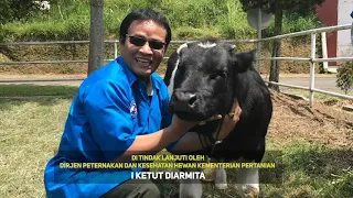 Melihat Belgian Blue lebih dekat