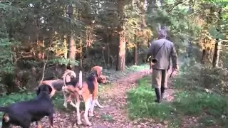 Fox hunting with dogs